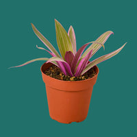 Potted Oyster Plant plant with purple and green leaves on a plain background from House of Agave.