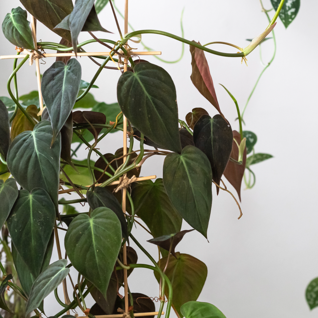 Green leafy Philodendron Micans plant with a white background