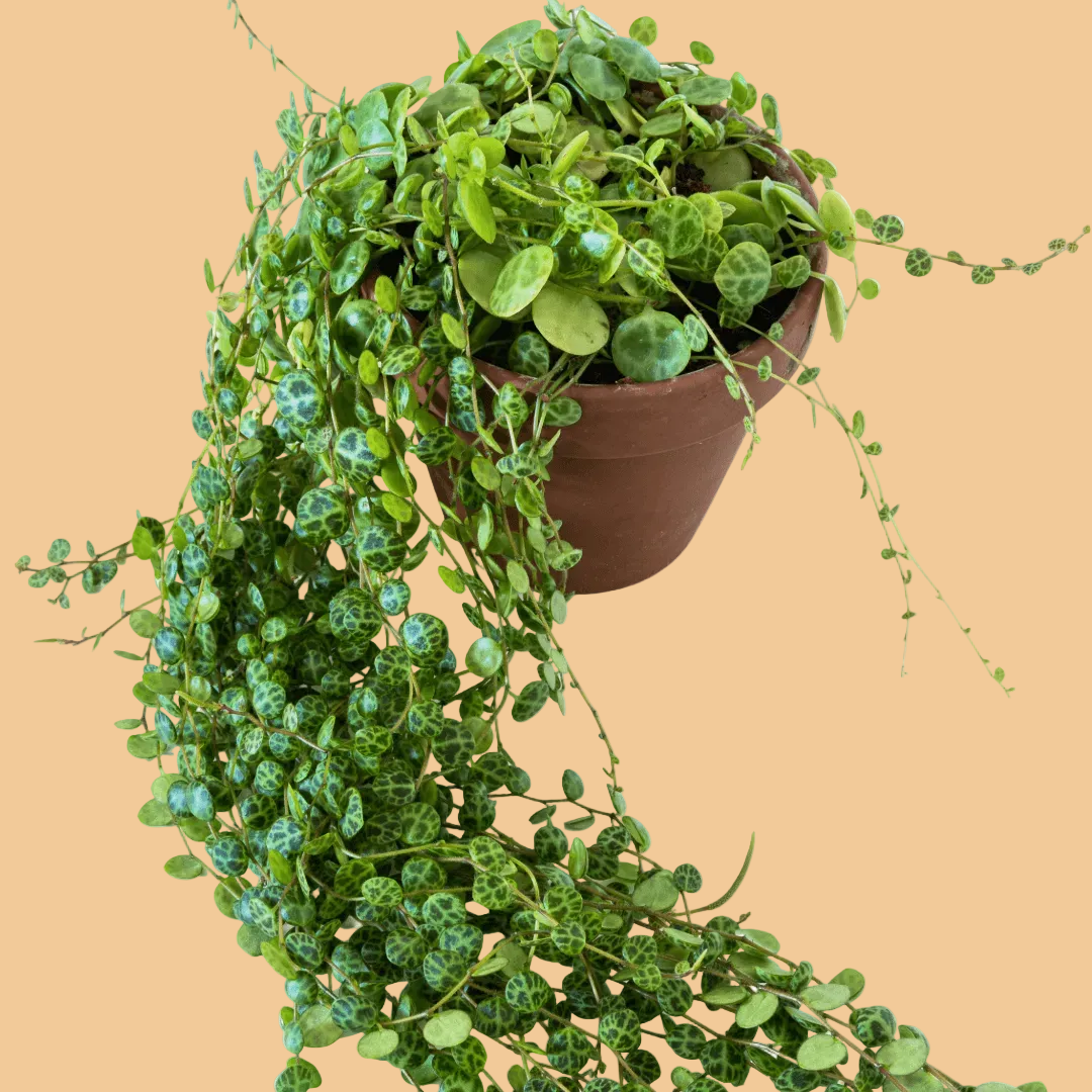 A potted trailing green plant with round variegated leaves draped over a terracotta-colored plastic pot, set against a solid light beige background.