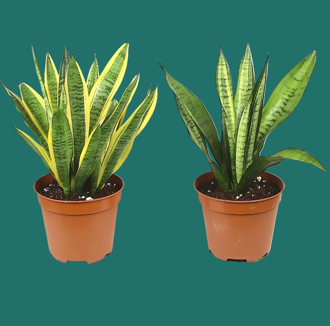 Two potted snake plants with variegated leaves on a green background from House of Agave.