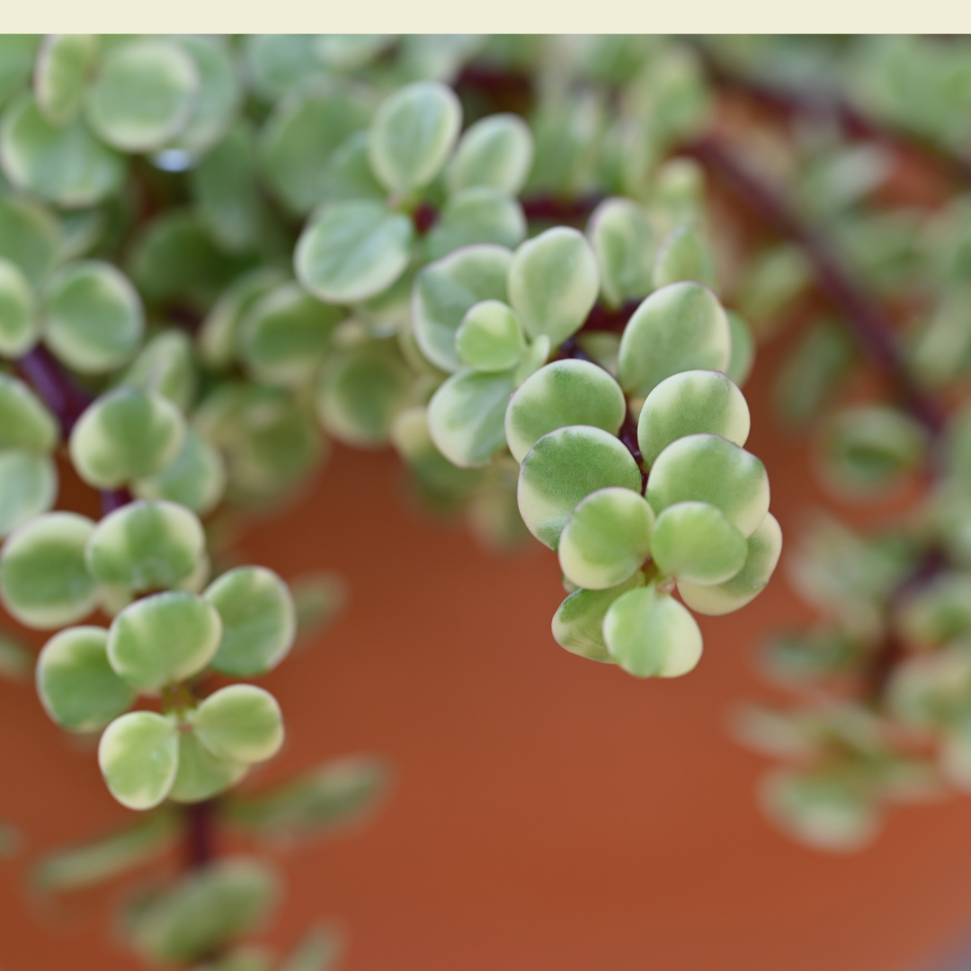 Portulacaria afra variegata, Rainbow Elephant Bush