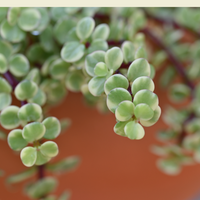 Portulacaria afra variegata, Rainbow Elephant Bush