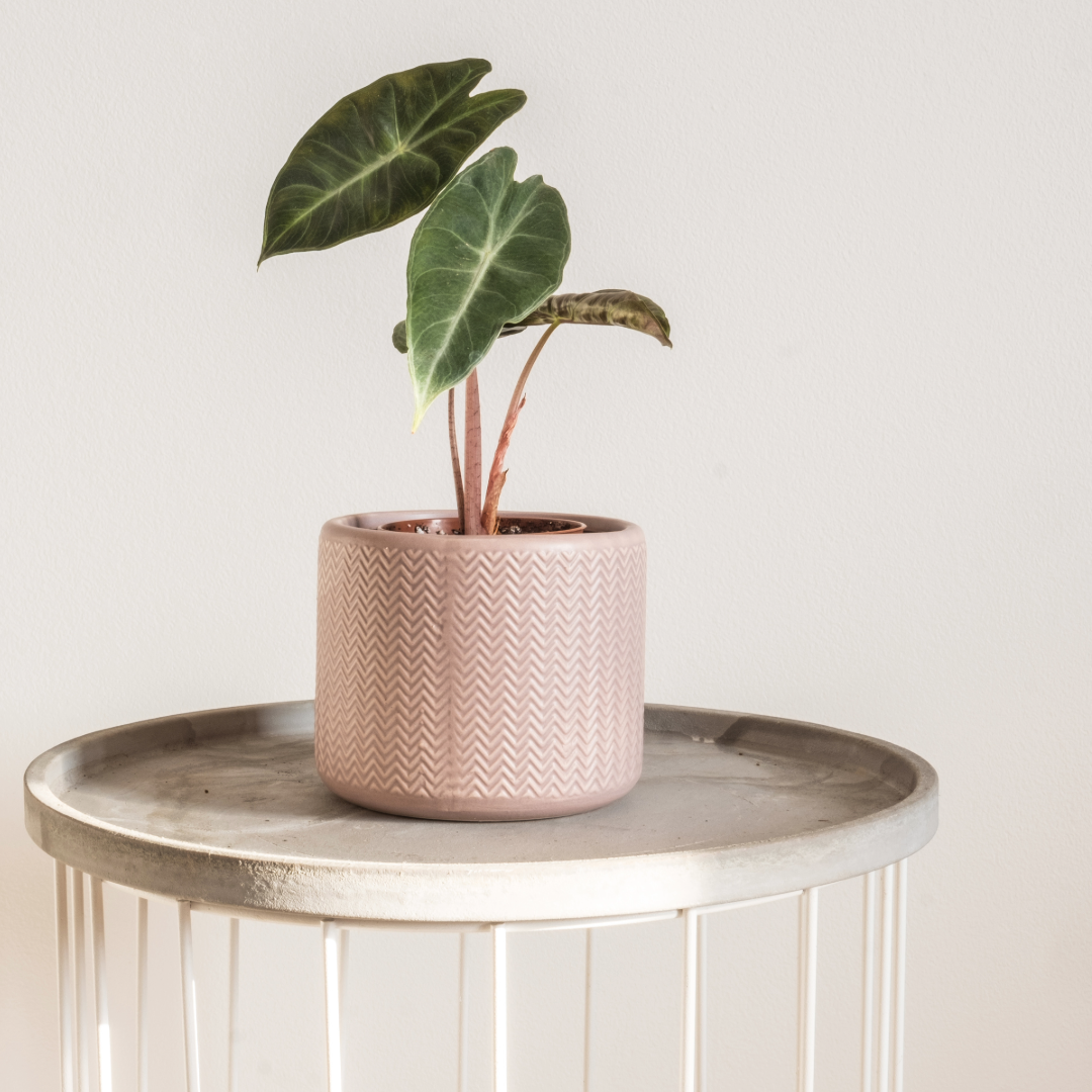 Alocasia Pink Dragon, Alocasia calidora