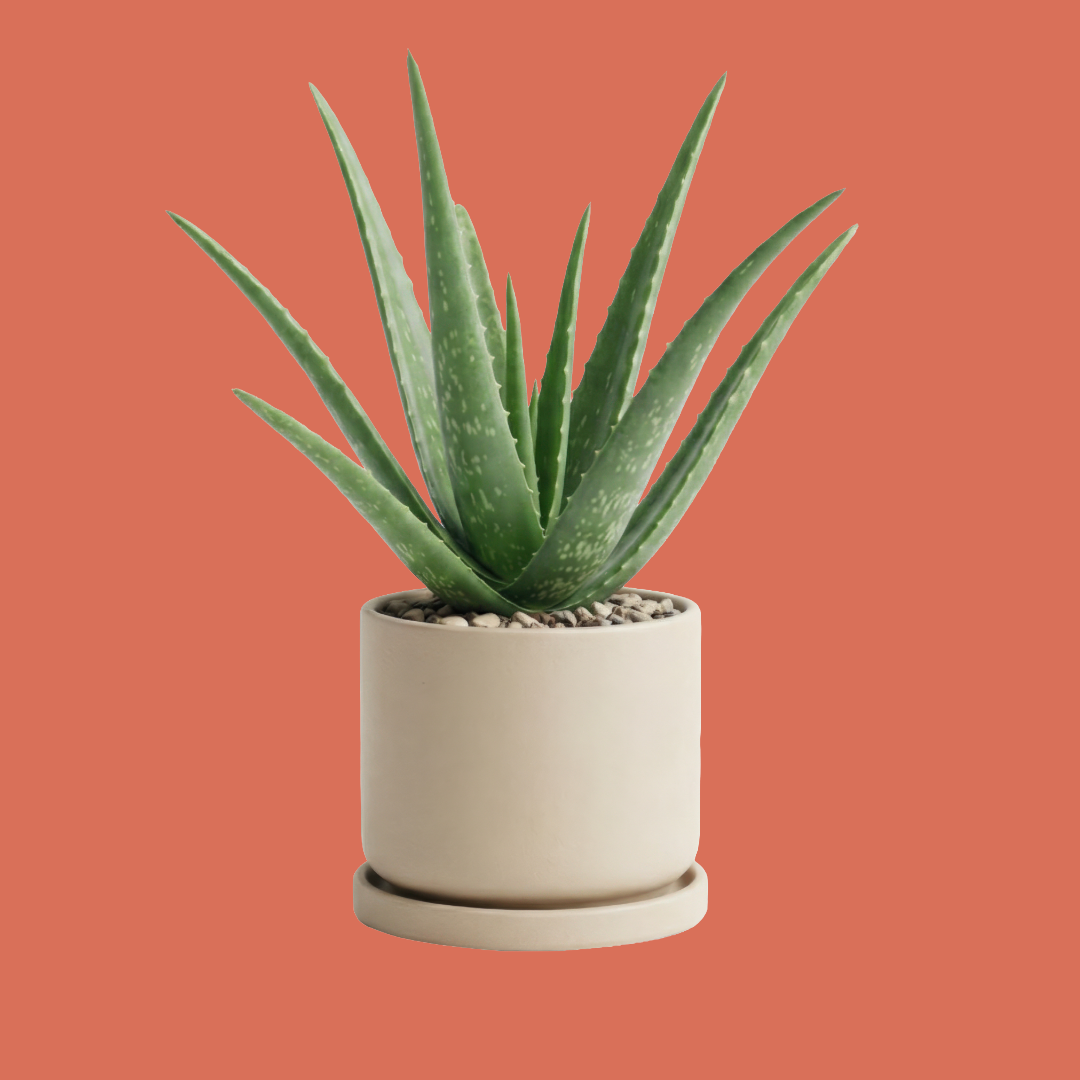 Aloe Vera, Stemless Succulent Plant