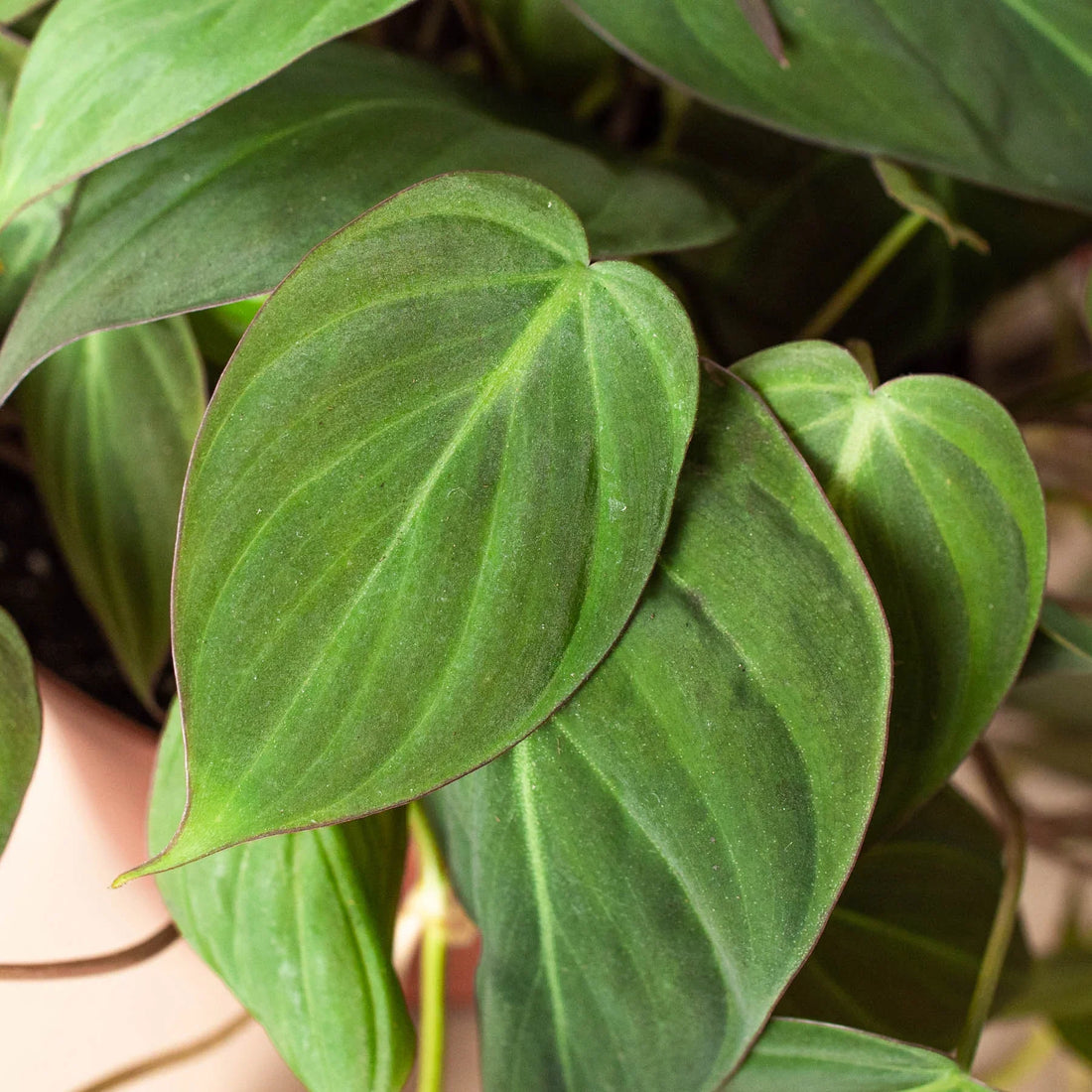 Close-up of green heart-shaped PHILODENDRON Micans leaves with a blurred background by House of Agave.