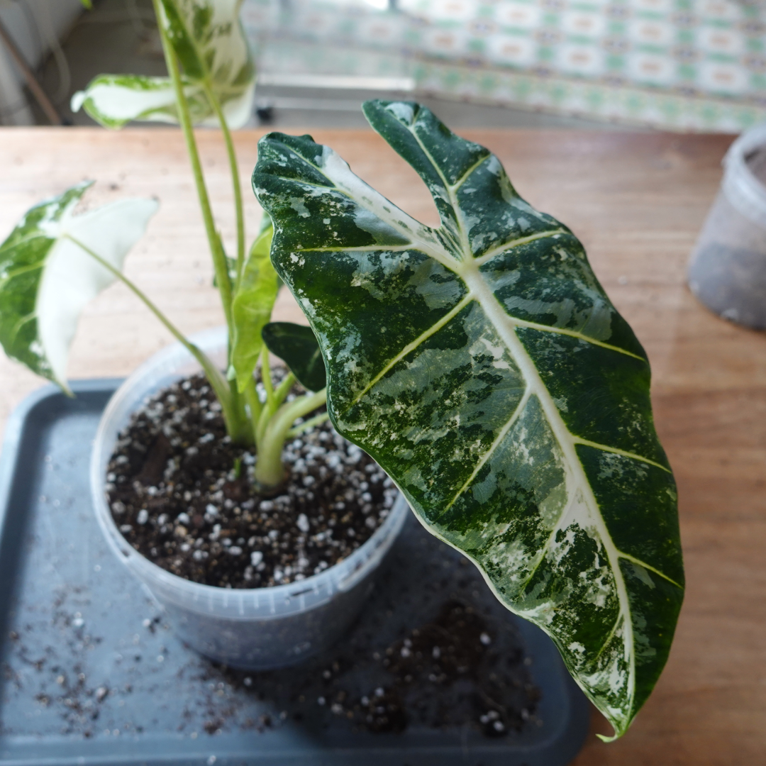 Variegated Alocasia Frydek, Alocasia micholitziana