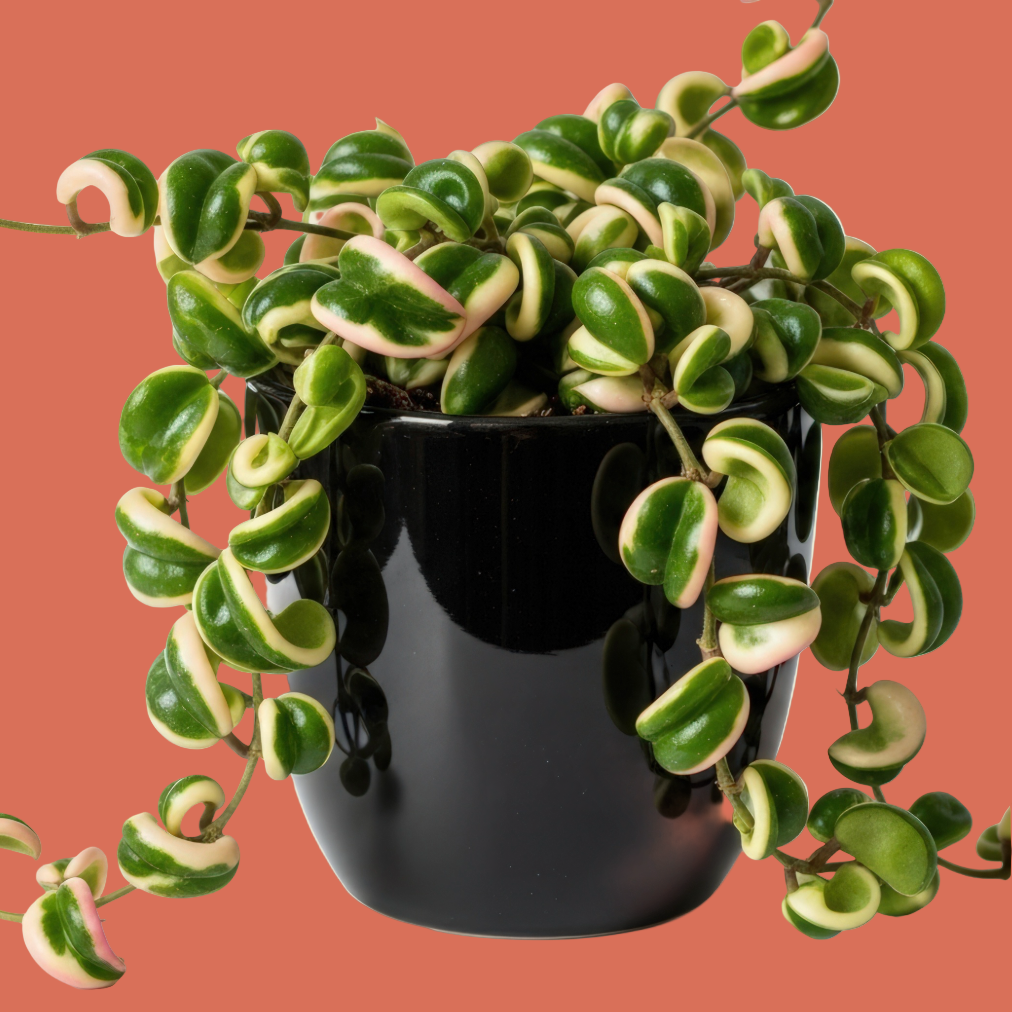 Hoya Variegated Rope Plant in a black pot on a terracotta background from House of Agave.
