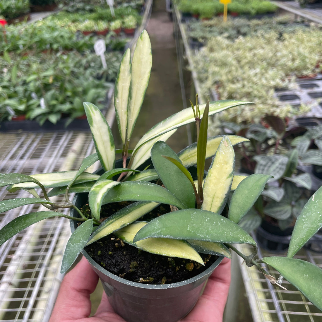 Hand holding a small potted variegated Hoya wayetii plant with green and cream leaves from House of Agave.