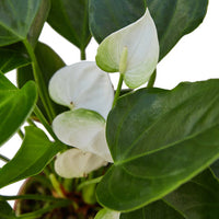 Close-up of white flowers with green leaves on a blurred background.