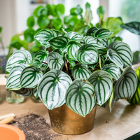 Peperomia Watermelon