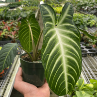 Hand holding a potted Xanthosoma lendenii plant with large green leaves in a greenhouse setting