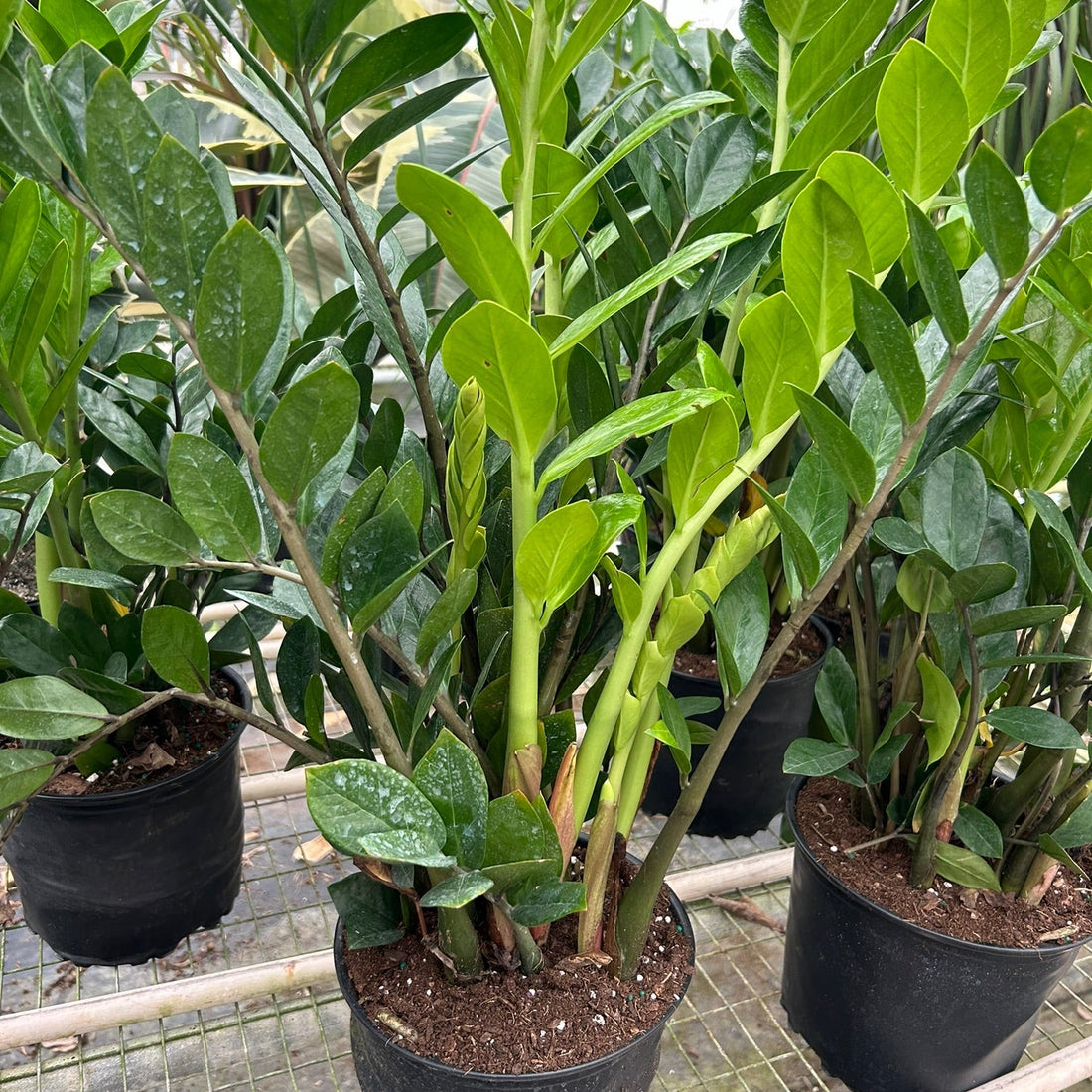 Potted ZZ plants with green leaves in a plant nursery from House of Agave.