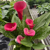 REDDISH-PINK calla lilies in a pot held by a person in a greenhouse setting from House of Agave.