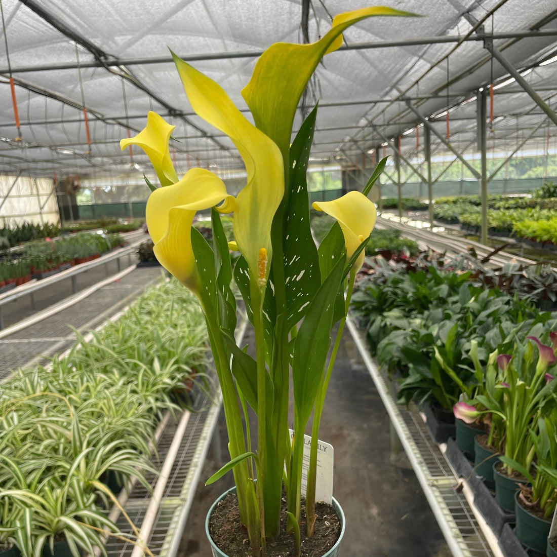 Potted plant with yellow flowers held in a greenhouse setting at House of Agave.