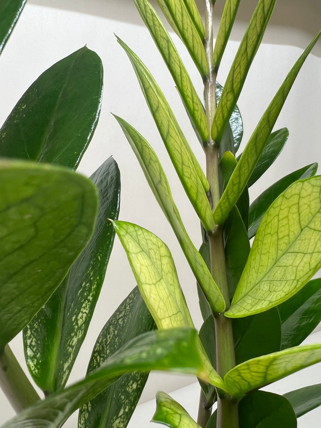 Close-up of a ZZ Chameleon plant with green leaves on a white background.