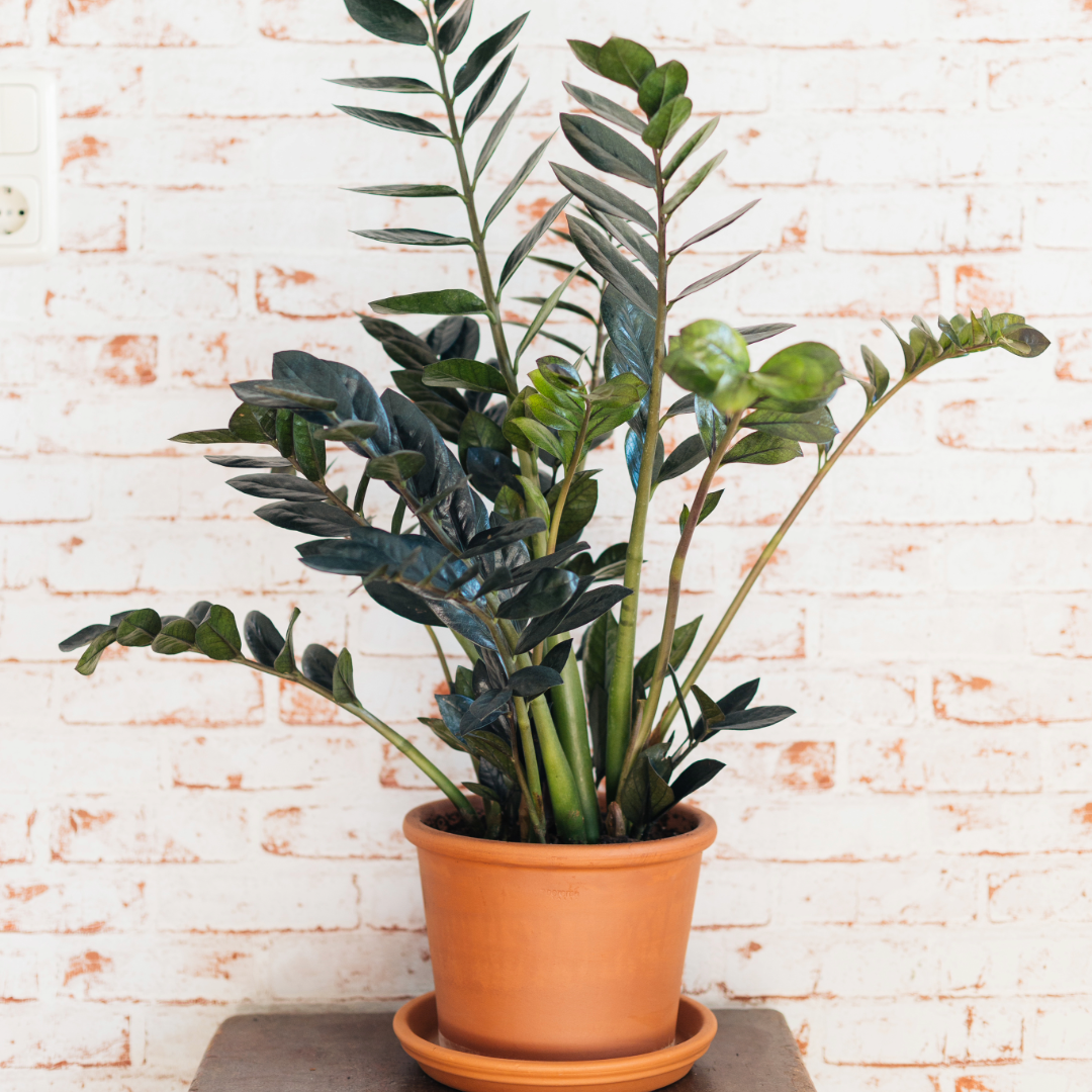 Potted ZZ Raven plant on a white brick wall background.