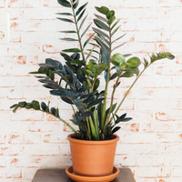 Potted ZZ Raven plant on a white brick wall background.