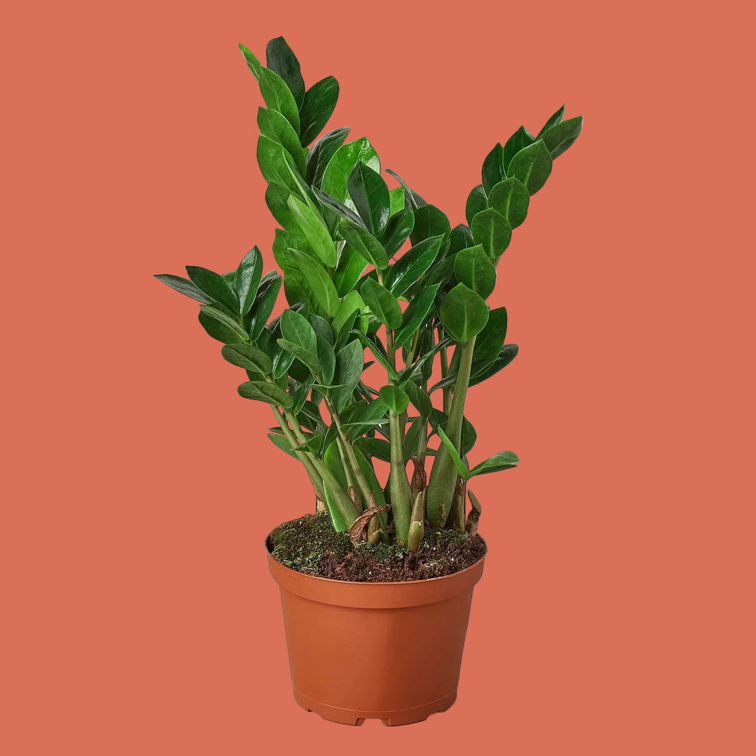 Potted ZZ plant with green leaves at House of Agave.