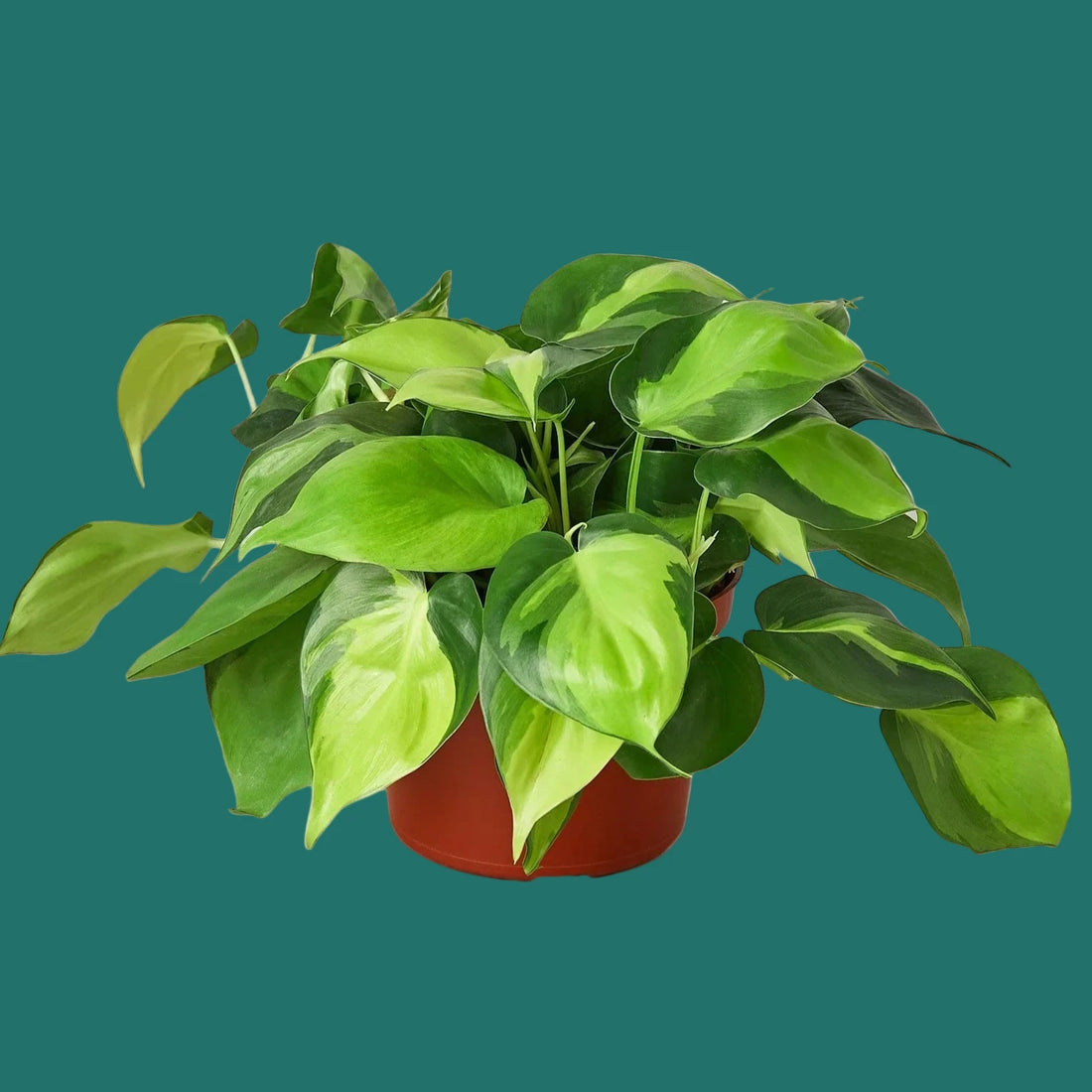 Potted green plant on a green background from House of Agave.