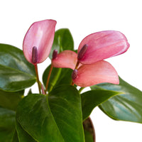 Pink Anthurium flowers with green leaves on a white background by House of Agave.