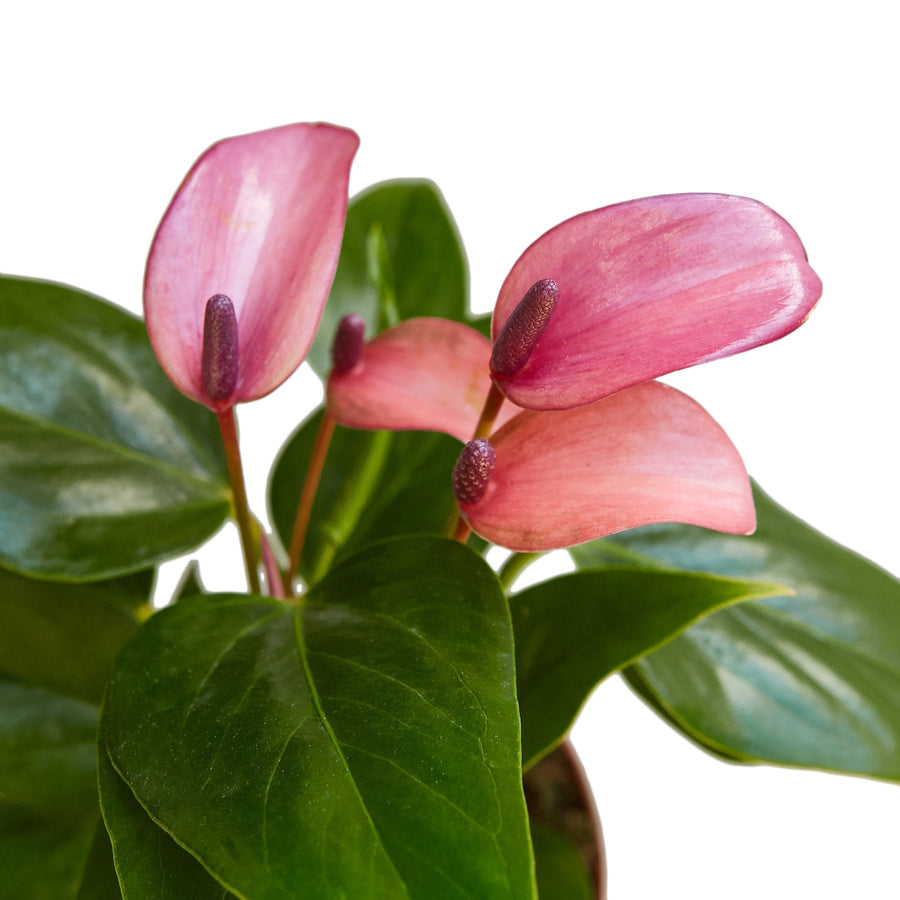 The Snobby Leaf | Anthurium 'Purple' - 4 inch Pot