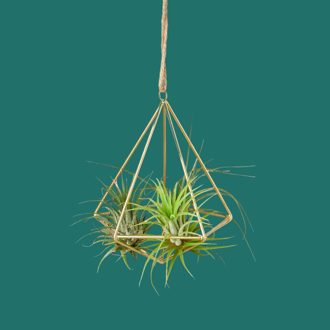 Hanging air plant display  with air plants on a green background.