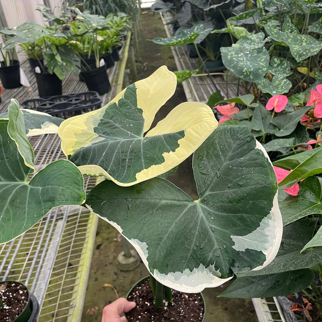 Person holding a potted Alocasia plant with large green leaves in a greenhouse setting from House of Agave.