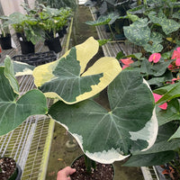 Person holding a potted Alocasia plant with large green leaves in a greenhouse setting from House of Agave.