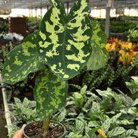 Hand holding an Alocasia Hilo Beauty potted plant with green and yellow leaves in a greenhouse setting.