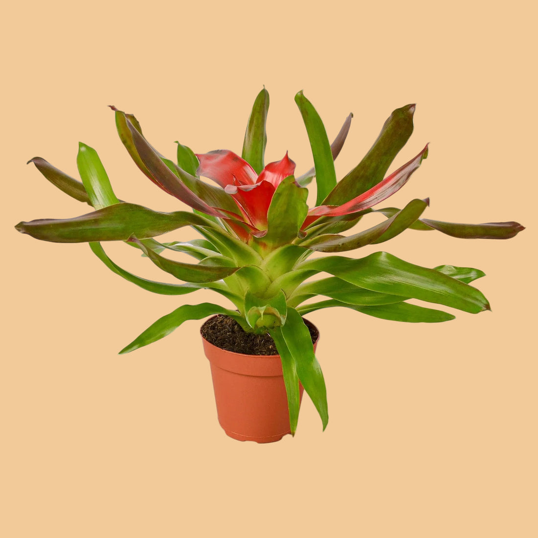 Potted plant with red flower on a white background