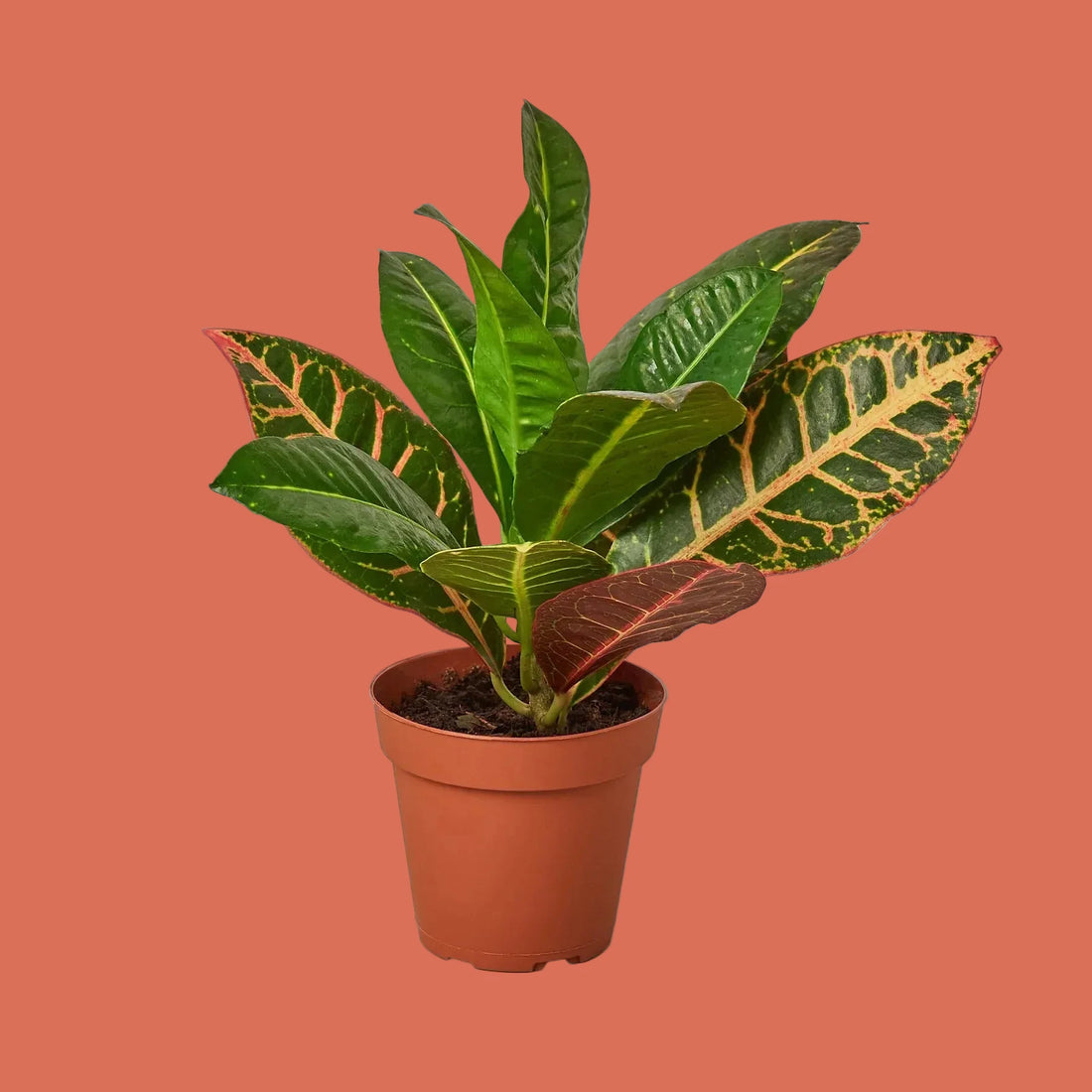 Potted plant with green and red leaves on a white background