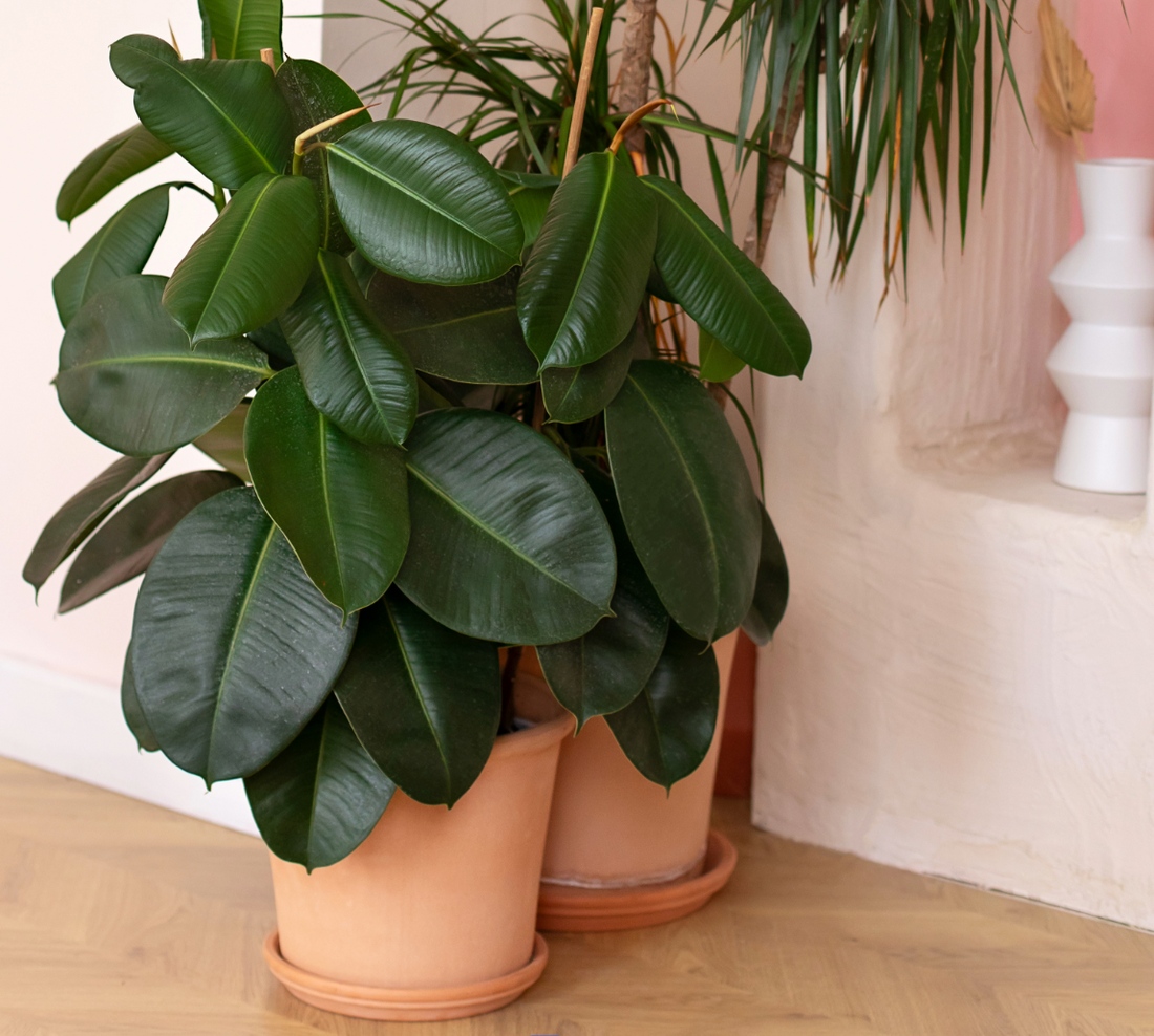 Potted Ficus rubber tree plant on a wooden surface with a light pink wall in the background.