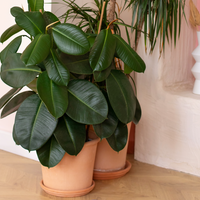 Potted Ficus rubber tree plant on a wooden surface with a light pink wall in the background.