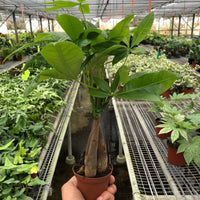 Hand holding a potted Braided Money Tree plant in a greenhouse setting from House of Agave.