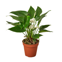 Potted plant with green leaves and a white flower on a white background