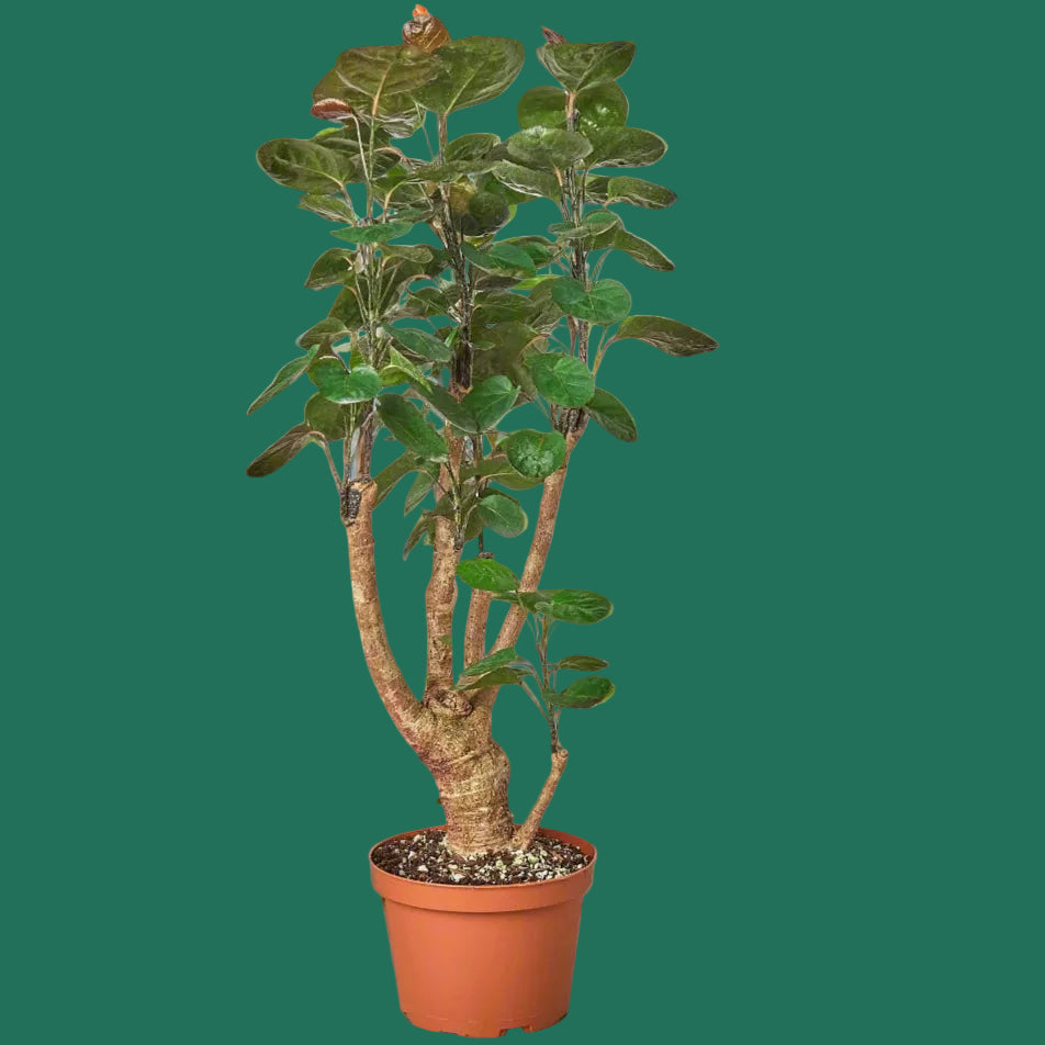 Potted plant in a greenhouse setting