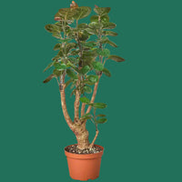 Potted plant in a greenhouse setting
