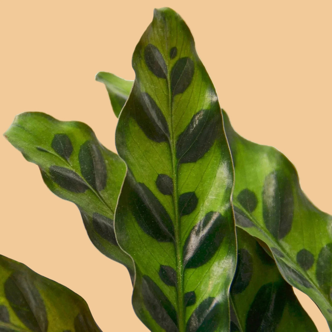 Close-up of a Calathea leaf with dark spots on a peach background by House of Agave.