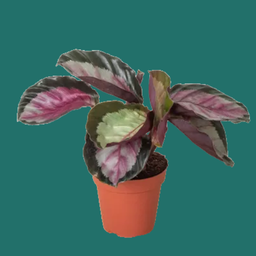 Potted Calathea Silvia plant with pink and green leaves on a plain background.