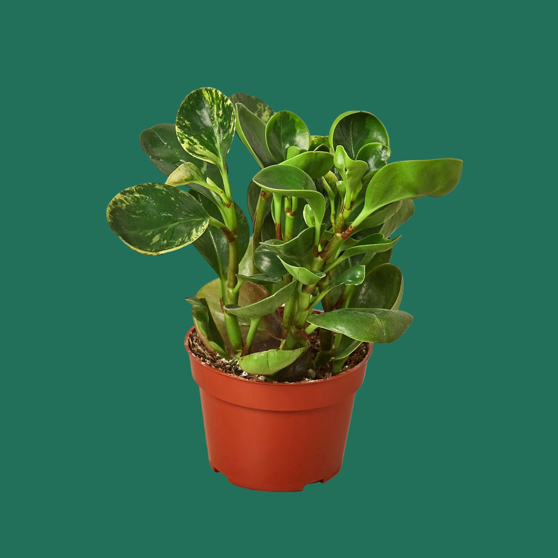 Potted plant with green leaves on a white background