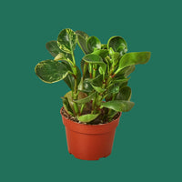 Potted plant with green leaves on a white background