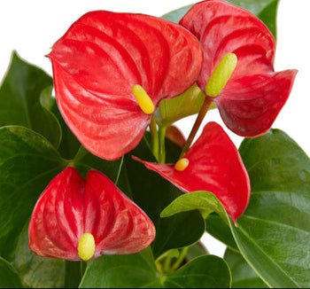 tropical red anthurium Anthurium Red