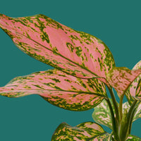 Close-up of a pink and green leafy plant on a green background fro House of Agave.