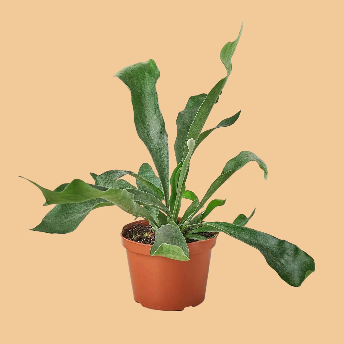 Potted plant with large green leaves on a peach background by House of Agave.