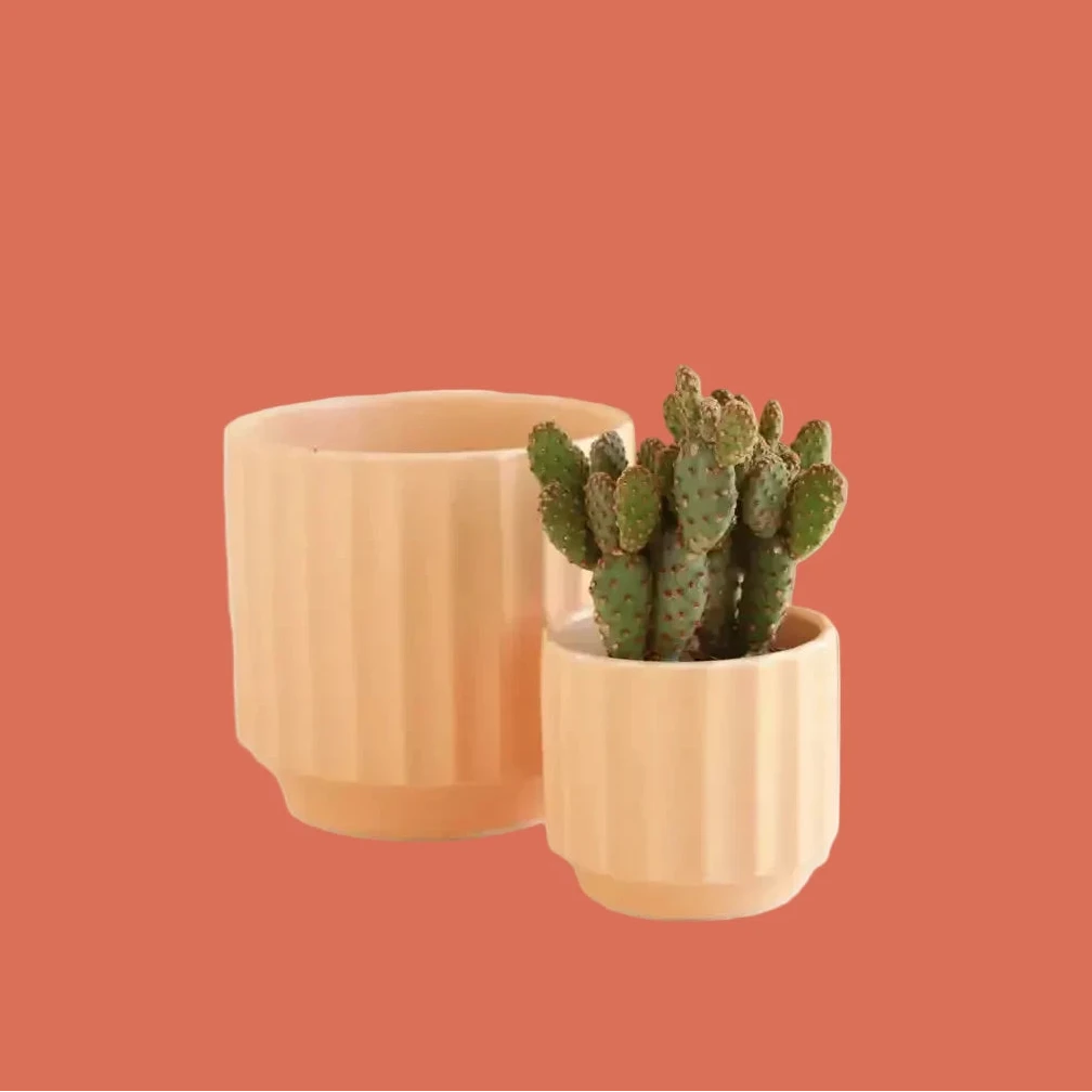 Three terracotta planters with a cactus on a terracotta background from House of Agave.