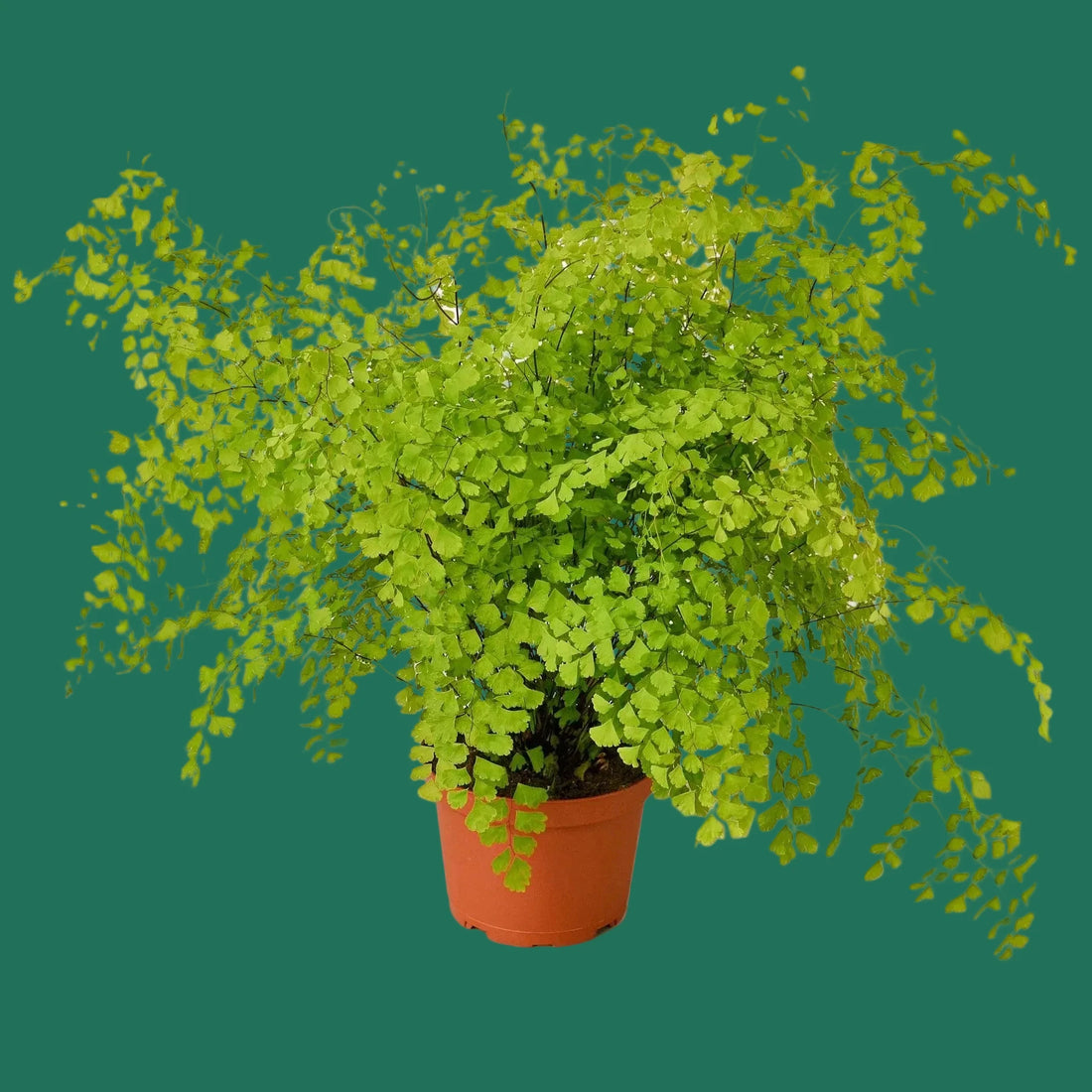 Potted green plant on a white background