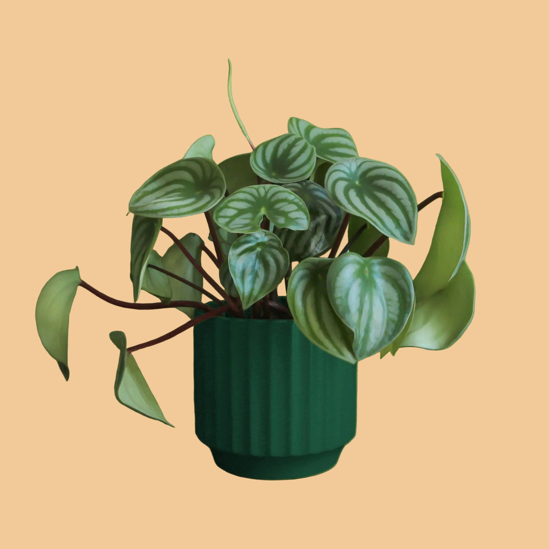Potted Peperomia plant with green leaves in a green pot on a peach background from House of Agave.