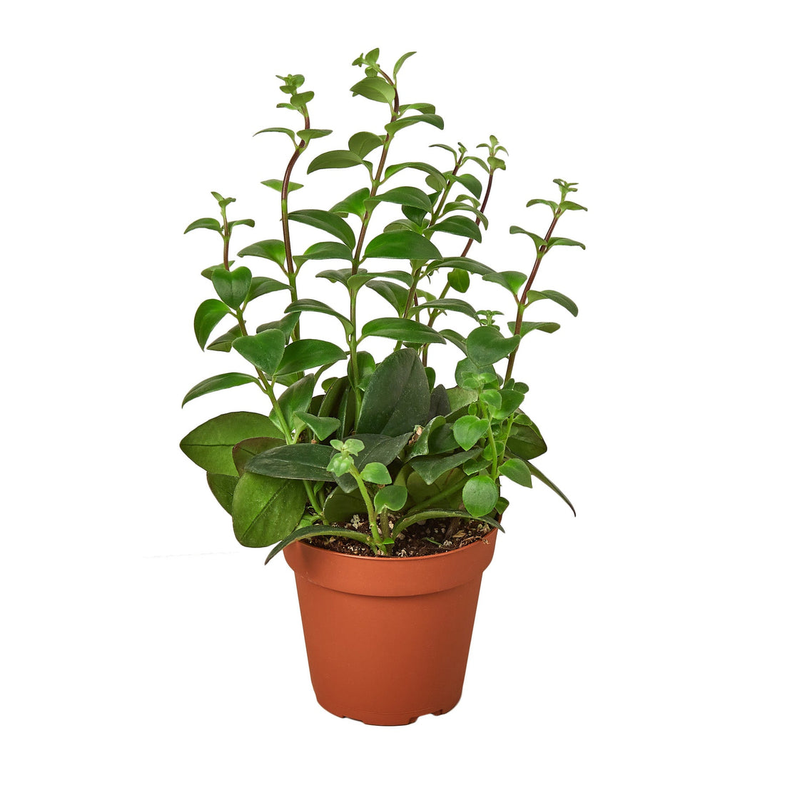 Potted plant with green leaves on a white background
