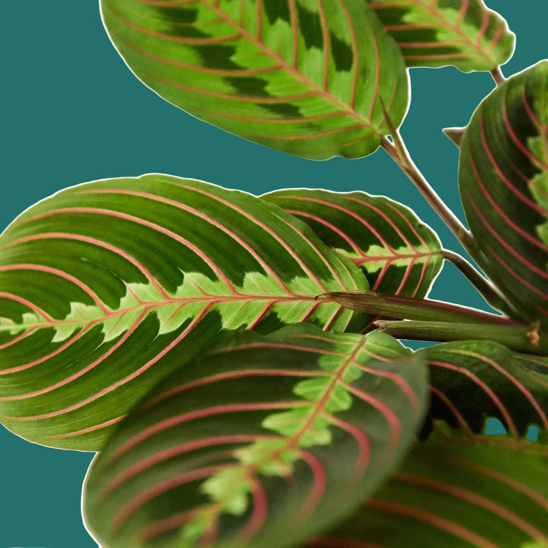 Close-up of a Red Maranta Prayer Plant with green leaves and red veins on a green background from House of Agave.