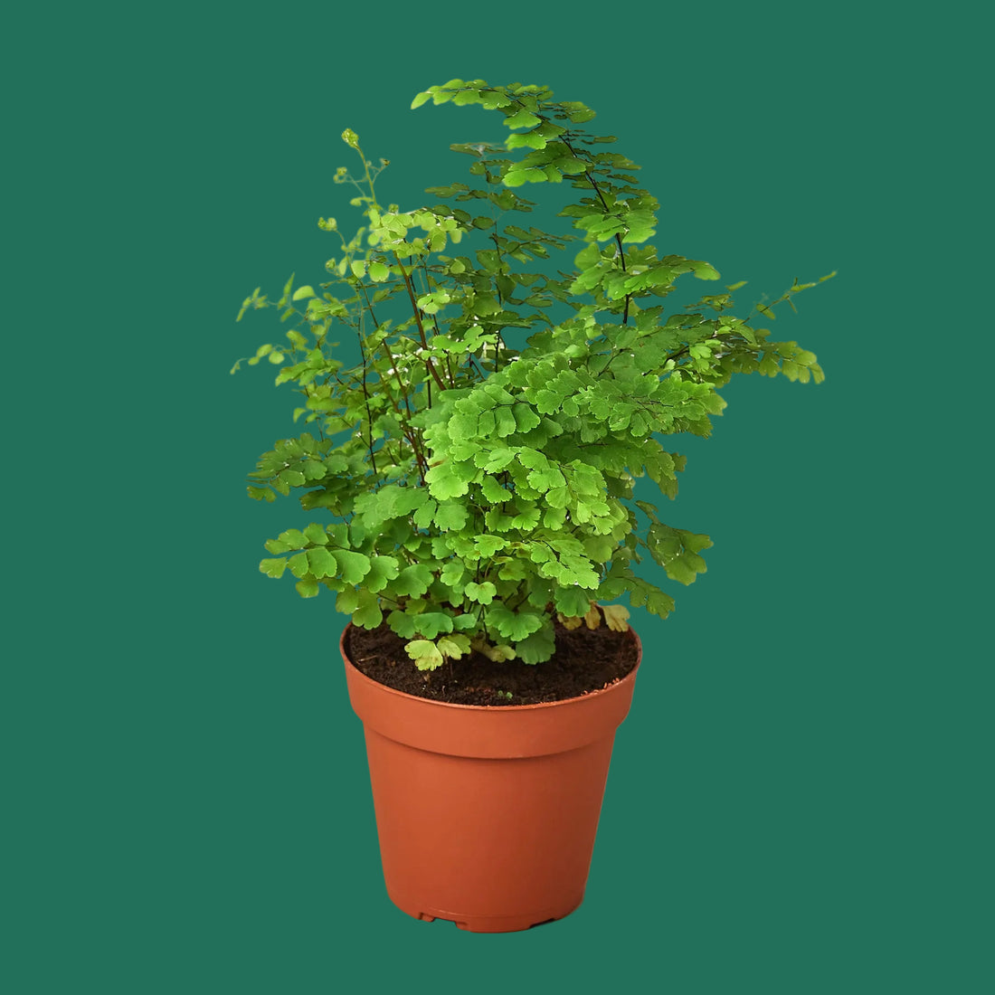 Potted green plant on a white background